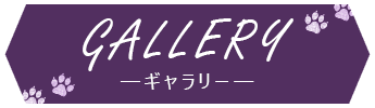 GALLERY ギャラリー