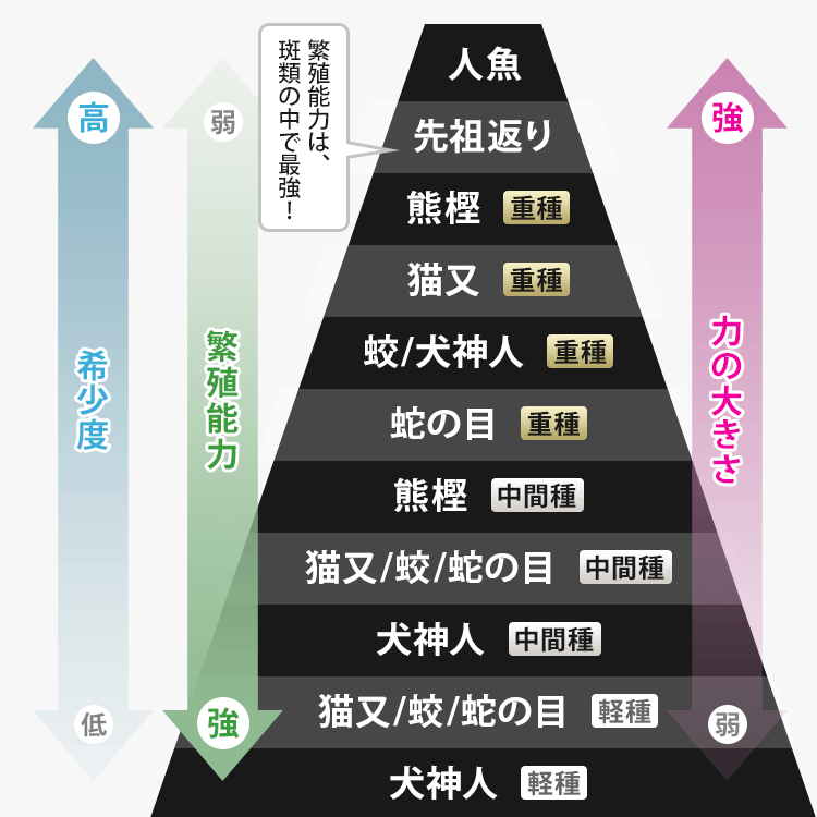 斑類のヒエラルキー